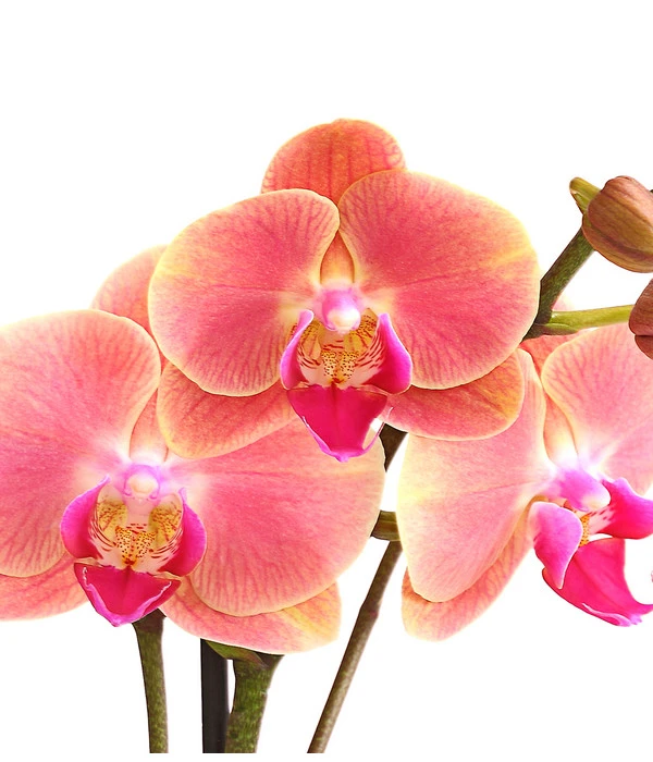 Schmetterlingsorchidee - Phalaenopsis Cultivars, Sonderfarben 18 Schmetterlingsorchidee - Phalaenopsis Cultivars, Sonderfarben – Bild 17