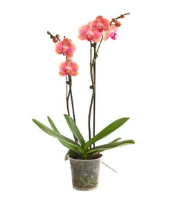 Schmetterlingsorchidee - Phalaenopsis Cultivars, Sonderfarben 25 Schmetterlingsorchidee - Phalaenopsis Cultivars, Sonderfarben -Natur Garten Verkauf 8253726 WE FS 001 SchmetterlingsorchideePhalaenopsisMarigold2TrieberDehnerExpressHerzig