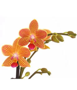 Schmetterlingsorchidee - Phalaenopsis Cultivars, Sonderfarben 38 Schmetterlingsorchidee - Phalaenopsis Cultivars, Sonderfarben -Natur Garten Verkauf 8254005 WE DE 001 SchmetterlingsorchideePhalaenopsisGoldstaffT12PremiumDehnerExpressHerzig
