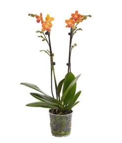 Schmetterlingsorchidee - Phalaenopsis Cultivars, Sonderfarben 26 Schmetterlingsorchidee - Phalaenopsis Cultivars, Sonderfarben -Natur Garten Verkauf 8254005 WE FS 001 SchmetterlingsorchideePhalaenopsisGoldstaffT12PremiumDehnerExpressHerzig