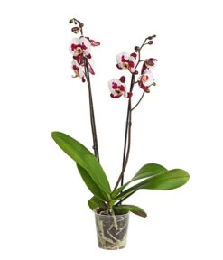 Schmetterlingsorchidee - Phalaenopsis Cultivars, Sonderfarben 33 Schmetterlingsorchidee - Phalaenopsis Cultivars, Sonderfarben -Natur Garten Verkauf 8254021 PR FS 001 SchmetterlingsorchideePhalaenopsisSonderfarben2TrieberDehnerExpressHerzig