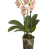 Duft-Schmetterlingsorchidee - Phalaenopsis Cultivaris 'Liodoro' -Natur Garten Verkauf 8254849 PR FS 001 SchmetterlingsorchideePhalaenopsisDuftLiodoro2TrieberT12DehnerExpressZS