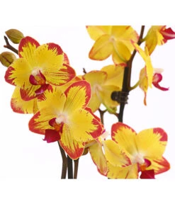 Schmetterlingsorchidee - Phalaenopsis Cultivars, Sonderfarben 35 Schmetterlingsorchidee - Phalaenopsis Cultivars, Sonderfarben -Natur Garten Verkauf 8256943 WE DE 001 SchmetterlingsorchideePhalaenopsisBeeStingT12PremiumDehnerExpressHerzig