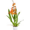 Cambria-Orchidee - Cambria-Hybride 'Catatanthe' -Natur Garten Verkauf 8258451 PR FS 001 CambriaCatatanthe1TrieberT12DehnerExpressHerzig