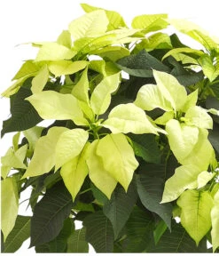 Weihnachtsstern - Euphorbia Pulcherrima, Stämmchen -Natur Garten Verkauf 8258899 WE DE 001 PoinsettienStammWeissWeihnachtsstern