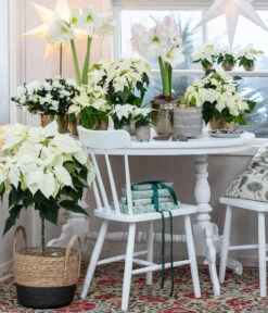 Weihnachtsstern - Euphorbia Pulcherrima, Stämmchen -Natur Garten Verkauf 8260267 WE MO 001 WeihnachtsblueherEuphorbiaPulcherrima