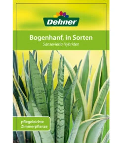 Bogenhanf - Sansevieria Cylindrica 'Mikado' -Natur Garten Verkauf 82686741 8268591 8268807 8296782 8268799 8241077 Bogenhanf 1