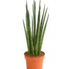 Bogenhanf - Sansevieria Cylindrica 'Mikado' -Natur Garten Verkauf 8268799 WE FS 001 BogenhanfSansevierieSansevieriaMikadoT12DehnerExpressHerzig