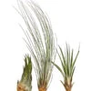 XXL Tillandsien-Set - Tillandsia Hybride, 3-teilig 1 XXL Tillandsien-Set - Tillandsia Hybride, 3-teilig -Natur Garten Verkauf 8270324 WE FS 001 TillandsienXXL3erSetDehnerExpressHerzig1