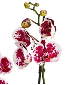 Schmetterlingsorchidee - Phalaenopsis Cultivars, Sonderfarben 36 Schmetterlingsorchidee - Phalaenopsis Cultivars, Sonderfarben -Natur Garten Verkauf 8283269 WE DE 002 SchmetterlingsorchideePhalaenopsisSparklingMoments2TrieberT12DehnerExpressHerzig