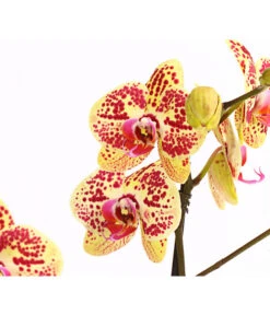 Schmetterlingsorchidee - Phalaenopsis Cultivars, Sonderfarben 32 Schmetterlingsorchidee - Phalaenopsis Cultivars, Sonderfarben -Natur Garten Verkauf 8283392 WE DE 001 SchmetterlingsorchideePhalaenosisTotalCool2TrieberT12OWDehnerExpressHerzig