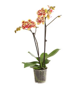 Schmetterlingsorchidee - Phalaenopsis Cultivars, Sonderfarben 29 Schmetterlingsorchidee - Phalaenopsis Cultivars, Sonderfarben -Natur Garten Verkauf 8283392 WE FS 001 SchmetterlingsorchideePhalaenosisTotalCool2TrieberT12OWDehnerExpressHerzig