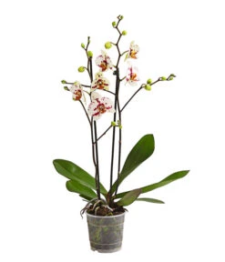 Schmetterlingsorchidee - Phalaenopsis Cultivars, Sonderfarben 31 Schmetterlingsorchidee - Phalaenopsis Cultivars, Sonderfarben -Natur Garten Verkauf 8283400 WE FS 001 SchmetterlingsorchideePhalaenopsisGoodTimes2TrieberPremiumDehnerExpressHerzig