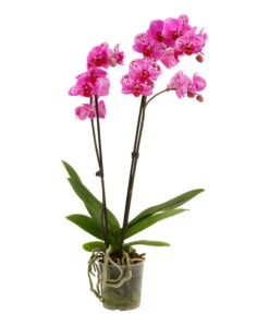 Schmetterlingsorchidee - Phalaenopsis Cultivars, Sonderfarben 30 Schmetterlingsorchidee - Phalaenopsis Cultivars, Sonderfarben -Natur Garten Verkauf 8283467 PR FS 001 SchmetterlingsorchideePhalaenopsisPremiumParade