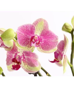 Schmetterlingsorchidee - Phalaenopsis Cultivars, Sonderfarben 40 Schmetterlingsorchidee - Phalaenopsis Cultivars, Sonderfarben -Natur Garten Verkauf 8283475 WE DE 001 SchmetterlingsorchideePhalaenopsisMarshmellow2TrT12DehnerExpressHerzig