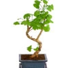 Outdoor-Bonsai Ginkgobaum - Ginkgo Biloba 1 Outdoor-Bonsai Ginkgobaum - Ginkgo Biloba -Natur Garten Verkauf 8286254 PR FS 001 GinkoBilobaT20DehnerExpressHerzig