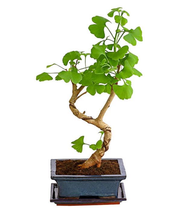 Outdoor-Bonsai Ginkgobaum - Ginkgo Biloba 3 Outdoor-Bonsai Ginkgobaum - Ginkgo Biloba