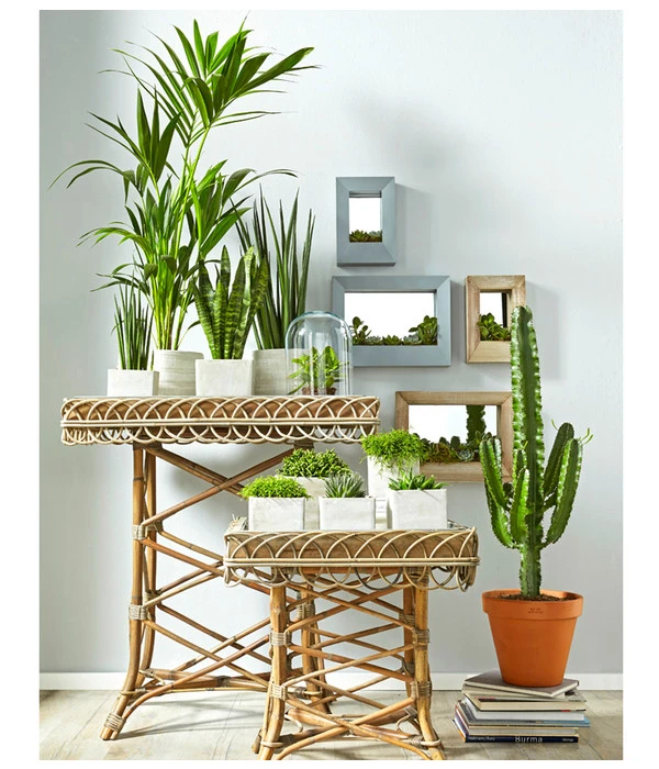 Bogenhanf - Sansevieria Cylindrica 'Mikado' – Bild 3