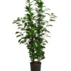 Lorbeer-Feige - Ficus Microcarpa 'Moclame', Hydrokultur -Natur Garten Verkauf 8416927 WE FS 001 FicusMicrocarpaMoclameHydroT18 19BirkenfeigeDehnerExpressHerzig