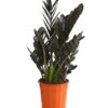 Glücksfeder - Zamioculcas Zamiifolia 'Black' -Natur Garten Verkauf 8462442 PR FS 001 ZamioculcasZamiifoliaBlackT17DehnerExpressHerzig