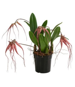 Orchidee - Bulbophyllum 'Elizabeth Ann'