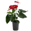 Flamingoblume - Anthurium Andreanum, Hydrokultur 2 Flamingoblume - Anthurium Andreanum, Hydrokultur -Natur Garten Verkauf 8536237 WE FS 001 AnthuriumAndreanumRotAnthurieHydroT15