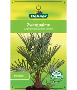 Blaue Zwergpalme 8 Blaue Zwergpalme -Natur Garten Verkauf 8584401 Chamaeropshumiliscerifera 15112016 1