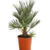 Blaue Zwergpalme 2 Blaue Zwergpalme -Natur Garten Verkauf 8584401 WE FS 001 ChamaeropsHumillisOWCeriferaT18DehnerExpressHerzig