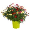 Margeriten-Trio -Natur Garten Verkauf 8589590 WE FS 001 MargeriteArgyranthemumBuschTrioT18DehnerExpressHerzig