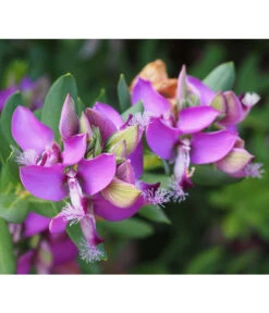 Kreuzblume, Stämmchen -Natur Garten Verkauf 8590994 PR DE 001 PolygalaMyrtifoliaKreuzblumePixabay