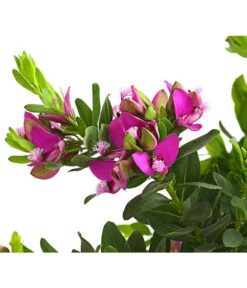 Kreuzblume, Stämmchen -Natur Garten Verkauf 8590994 WE DE 001 KreuzbluemchenPolygalaStammLilaT17DehnerExpressHerzig