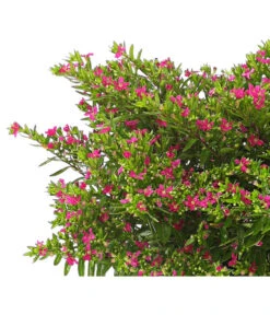 Köcherblümchen, Busch, Verschiedene Farben -Natur Garten Verkauf 8594673 WE DE 001 CupheaT17DehnerExpressHerzig