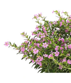 Köcherblümchen, Busch, Verschiedene Farben -Natur Garten Verkauf 8594673 WE DE 002 CupheaT17DehnerExpressHerzig