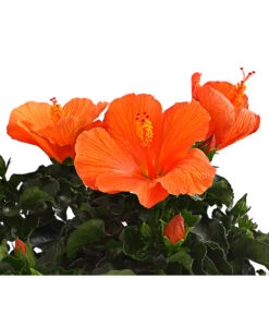 Zimmerhibiskus - Hibiscus Rosa-sinensis, Verschiedene Sorten -Natur Garten Verkauf 8595241 WE DE 001 HibiskusHibiscusBuschT17DehnerExpressHerzig