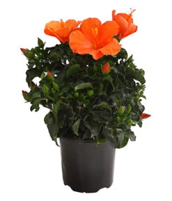 Zimmerhibiskus - Hibiscus Rosa-sinensis, Verschiedene Sorten -Natur Garten Verkauf 8595241 WE FS 001 HibiskusHibiscusBuschT17OWDehnerExpressHerzig