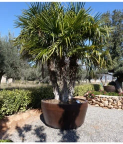 XXL Hanfpalme, Ca. 180-210 Cm -Natur Garten Verkauf 8609059 WE MO 002 TrachycarpusValenciaPlants 1