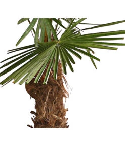 XXL Hanfpalme, Ca. 180-210 Cm -Natur Garten Verkauf 8609158 WE DE 001 ChinesischeHanfpalmeTrachycarpusFortuneiT50DehnerExpressHerzig