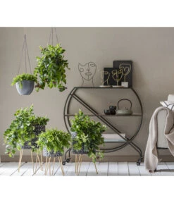 Schamblume - Aeschynanthus Japhrolepis -Natur Garten Verkauf 8635377 WE MO 001 AeschynanthusAmpel2021GC15