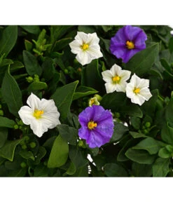 Enzianstrauch-Duo, Stämmchen -Natur Garten Verkauf 8649691 PR DE 001 SolanumRantonettiStammT17TwinDehnerExpressHerzig