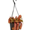 Kannenpflanze - Nepenthes 'Miranda' -Natur Garten Verkauf 8686578 WE FS 001 NepenthesMirandaT15
