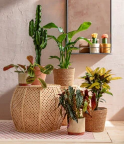 Abessinische Wolfsmilch - Euphorbia Abyssinica 9 Abessinische Wolfsmilch - Euphorbia Abyssinica -Natur Garten Verkauf 8698805 WE MO 001 AutumnSunrise