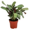 Korbmarante - Ctenanthe Burle-marxii -Natur Garten Verkauf 8720930 PR FS 001 CtenantheAmagrisT12 DehnerExpressHerzig