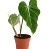 Baumfreund - Philodendron Gloriosum -Natur Garten Verkauf 8742389 WE FS 001 PhilodendronGloriosumT15