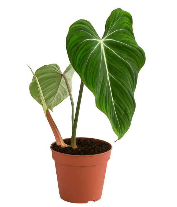 Baumfreund - Philodendron Gloriosum 3 Baumfreund - Philodendron Gloriosum