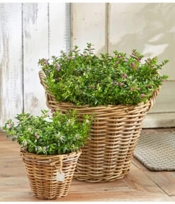 Köcherblümchen, Busch, Verschiedene Farben -Natur Garten Verkauf 8811366 8594673 8594244 PR MO 003 CupheaHyssopifT11BL18UveSauer