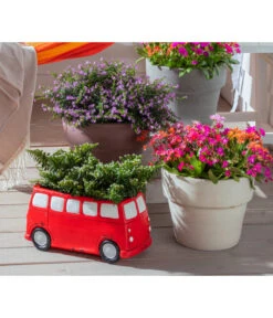 Köcherblümchen, Busch, Verschiedene Farben -Natur Garten Verkauf 8811366 WE MO 002 CupheaHyssopifoliaKoecherbluemchen