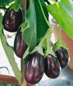 Pick-&-Joy® Aubergine Mit Früchten -Natur Garten Verkauf 8838047 WE DE 001 AubergineOphelliaF1Fruechte