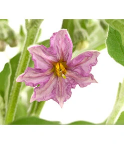 Pick-&-Joy® Aubergine Mit Früchten -Natur Garten Verkauf 8838047 WE DE 001 PickandJoyAubergineT14