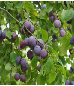 Zwetschge 'Kulinaria-Toptaste' 7 Zwetschge 'Kulinaria-Toptaste' -Natur Garten Verkauf M200006349 WE MO 001 ZwetschgeKulinariaToptastePixabay