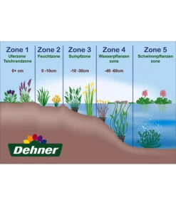 Dehner Japanorchidee - Gartenorchidee -Natur Garten Verkauf WE DE 001 Teichzonen Wasserpflanzen Schild